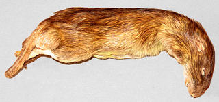 Illustration for article titled CIA Animal Tech: Bats, Cats and Rats As Covert Operatives